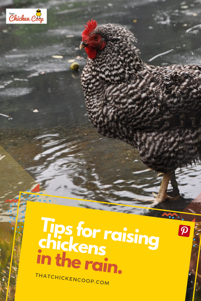 Raising Chickens in the Rain