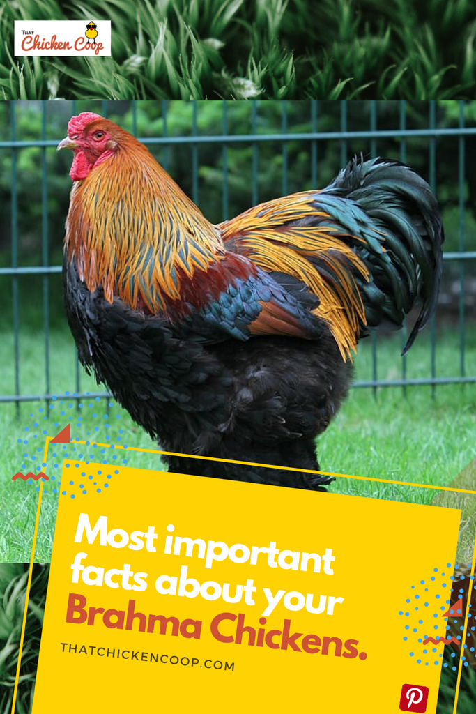 Everything You Need to Know About the Brahma Chicken