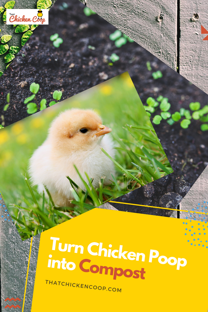 5 Steps to Turn Chicken Poop into Compost