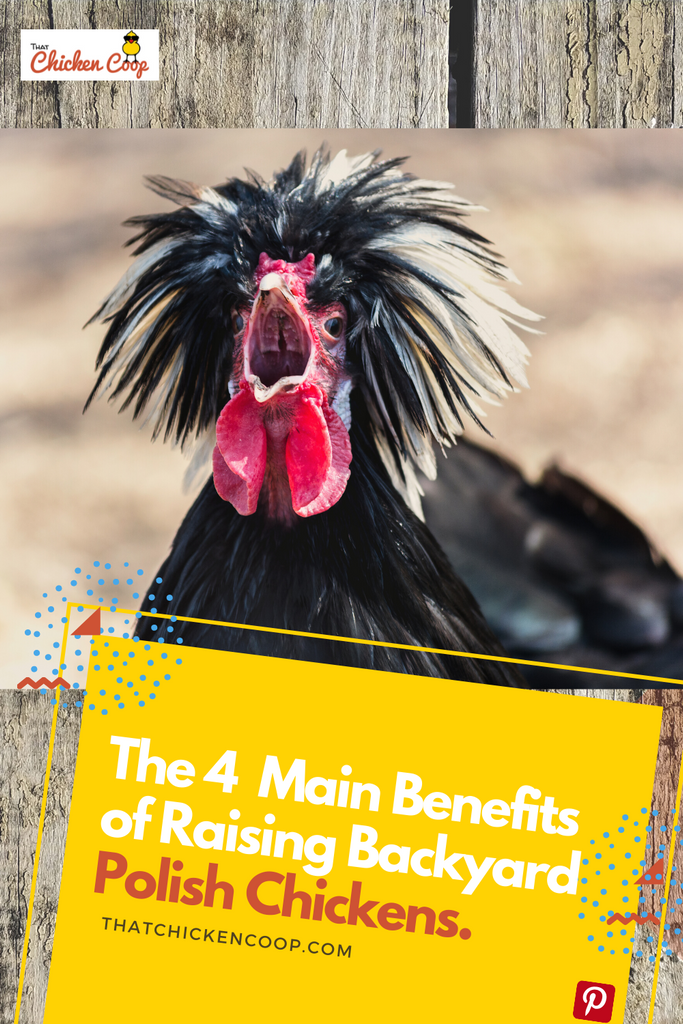 Four Reasons to Keep Polish Chickens