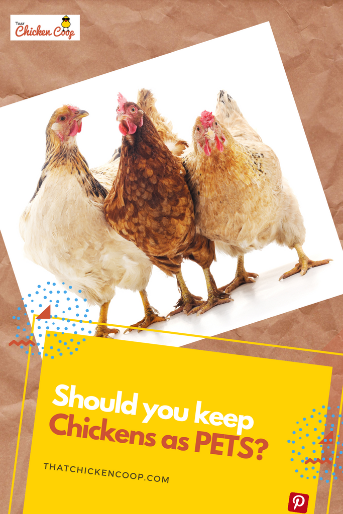 Should you keep backyard chickens as pets?