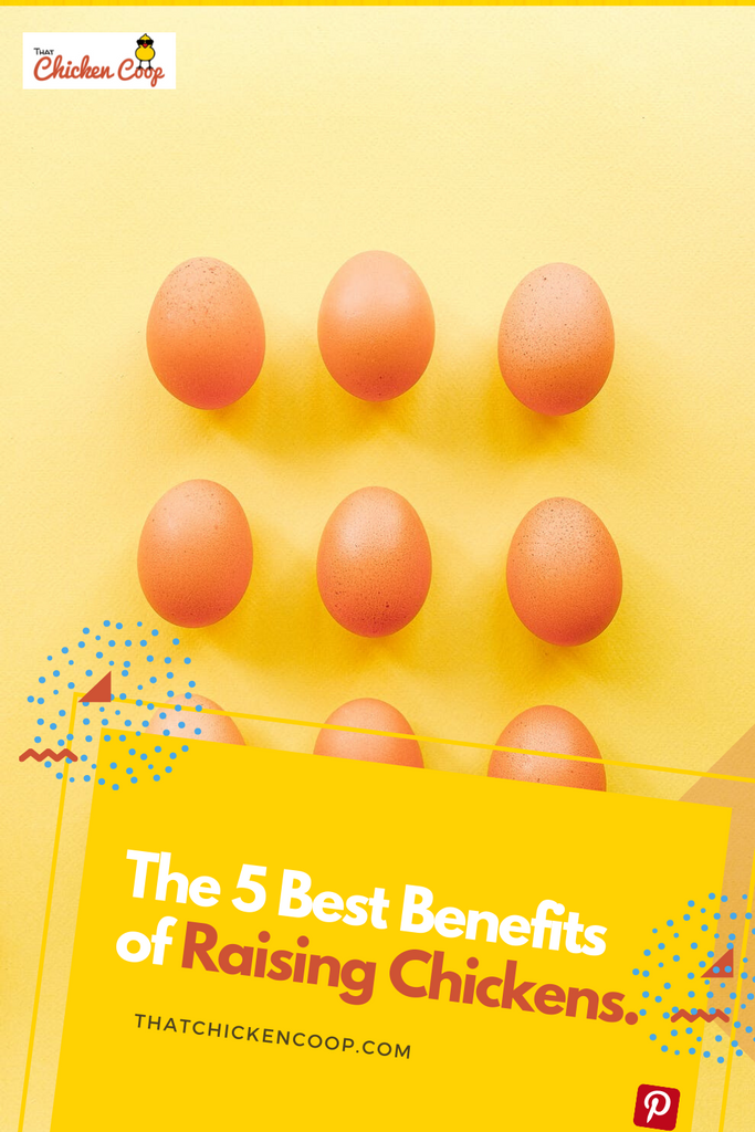 5 Benefits Of Keeping Chickens