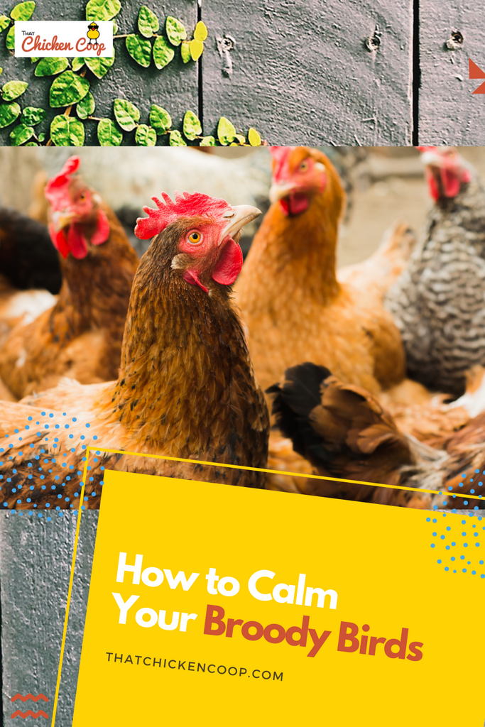 How to Calm Broody Birds