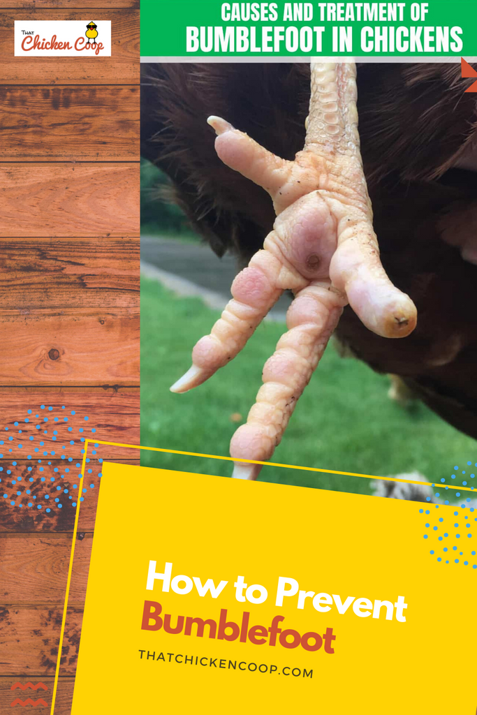 How to Prevent Bumblefoot in Chickens